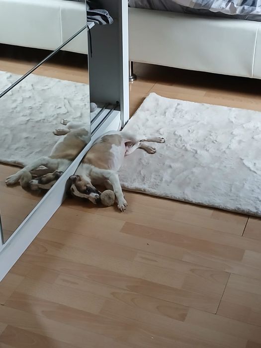 Chart Angielski Whippet śliczny piesek