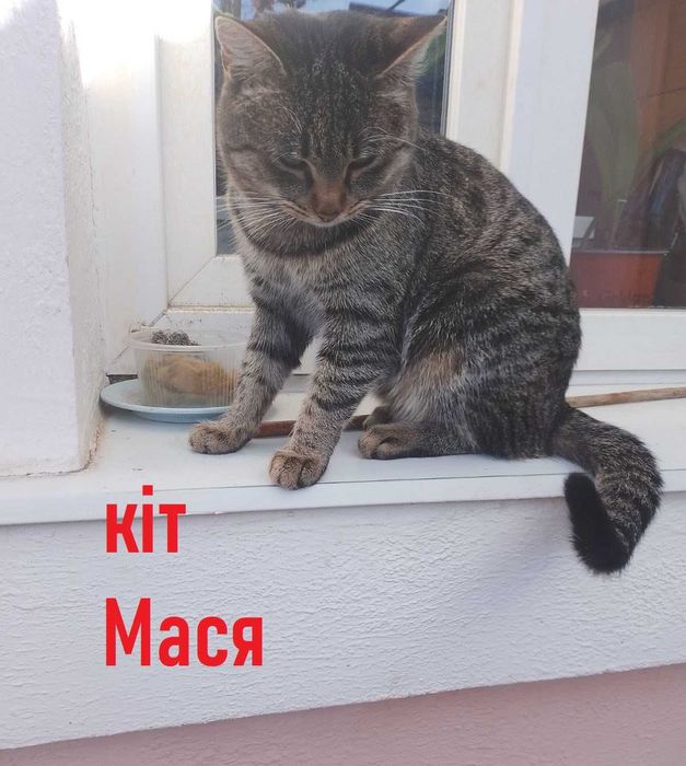 Віддаю котенят в добрі руки