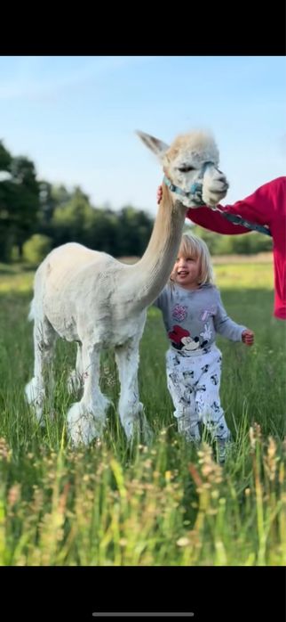 Alpaka huacaya - samiec wykastrowany do alpakoterapii, biały