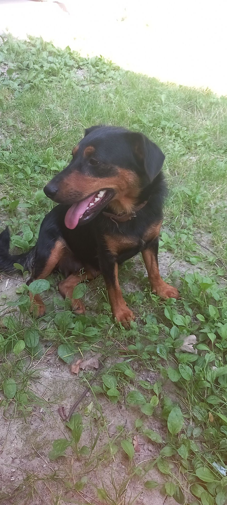 Oddam młoda Roczna Suczkę