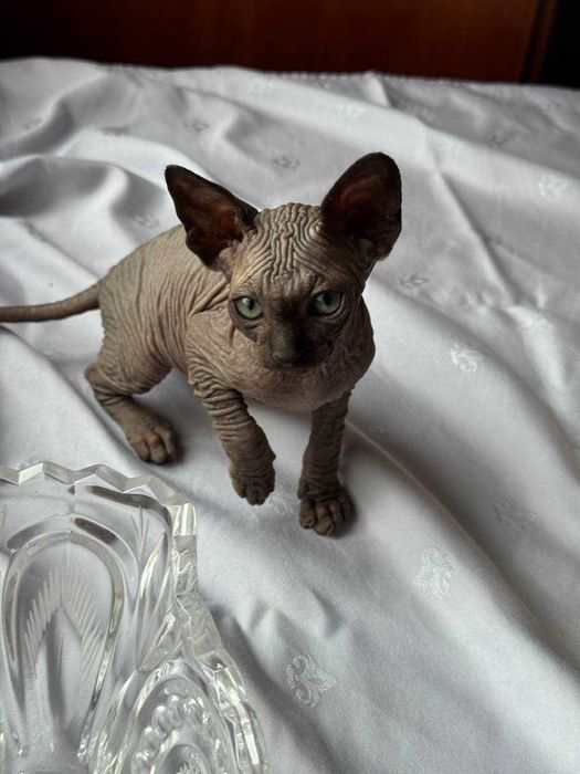 Сфінкси,які вміють приносити Щастя