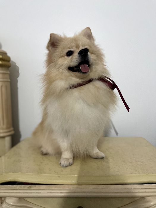 Померанські шпіци — Лише 2 хлопчика! Ідеальна можливість