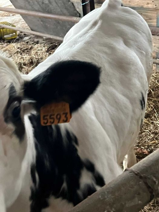 Vitelo BBB com 5 meses, excelente para engorda