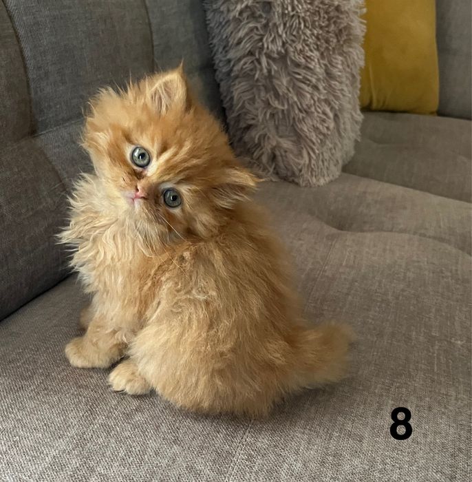 Rudo-biszkoptowa kotka perska