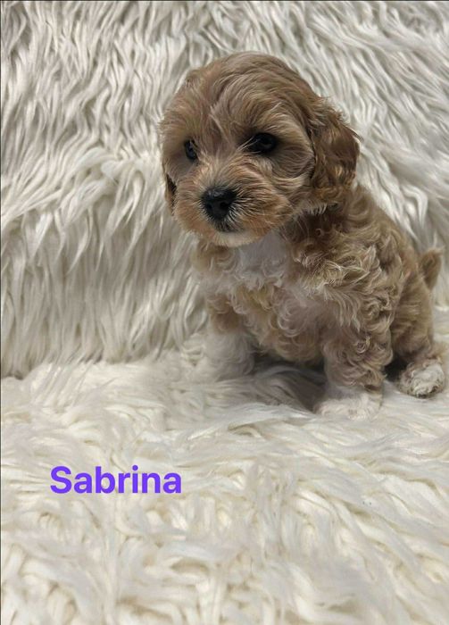 Szczeniaczek Maltipoo