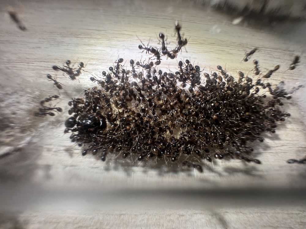 Tetramorium caespitum królowa + 400 robotnic mrówki
