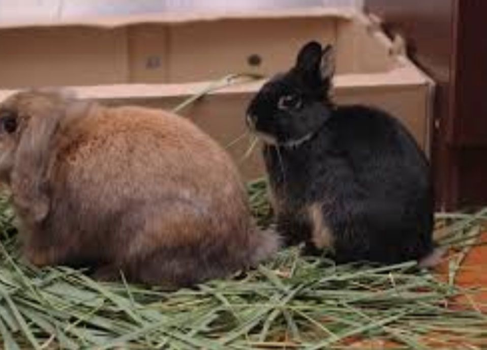 Сено в БУДКУ собакам с доставкой, сіно в мешках тюках овсяное и др.