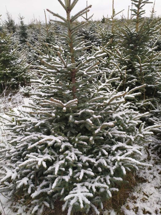 choinki Garbow jodla swierk z wlasnej plantacji
