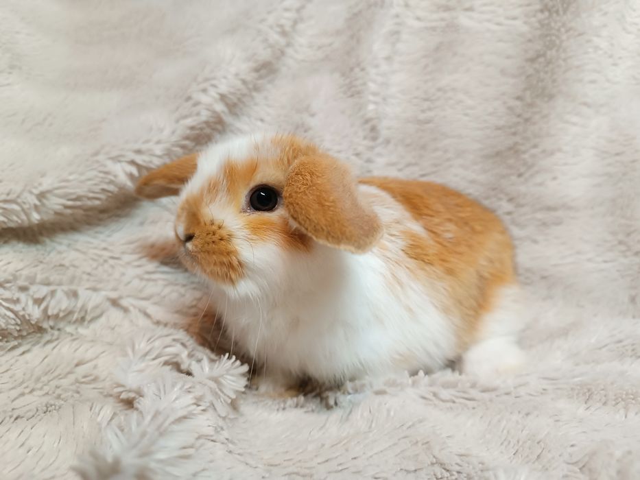 Królik króliki karzełki baranki miniaturki CENA CAŁKOWITA