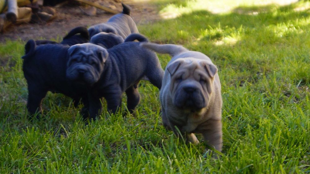 Frugo samczyk Shar Pei z rodowodem, rodzice importowani zza granicyFCI