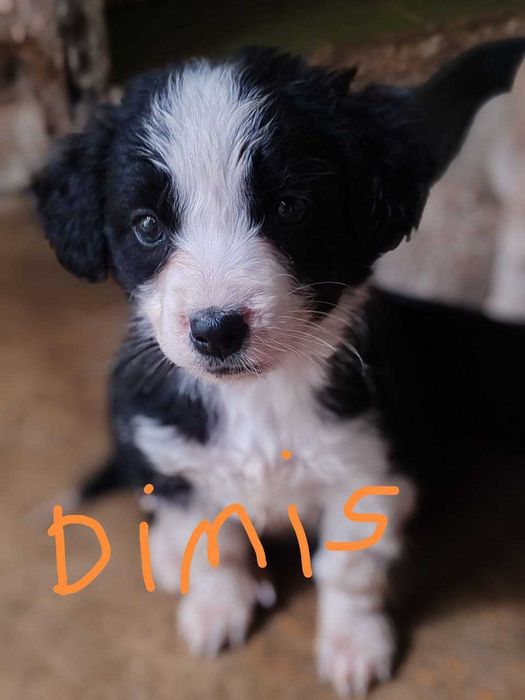 cachorrinhos para adopção por quem tiver condições económicas