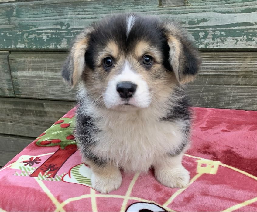 Corgi pembroke chłopiec