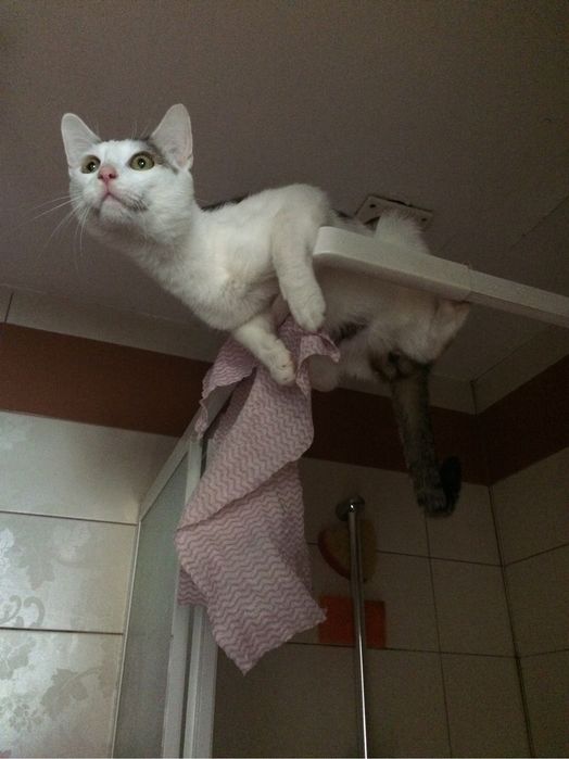 Zaginął kot w Kolonowskim