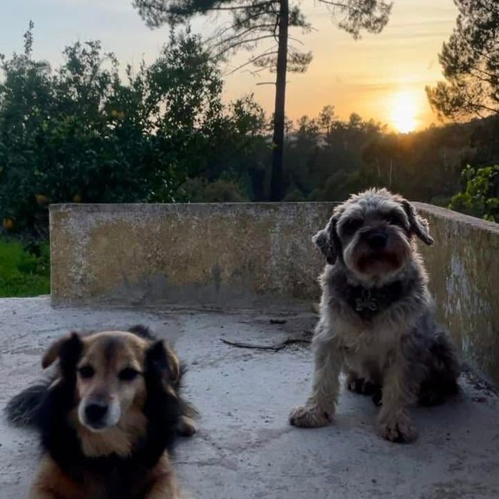 Dog sitting treinador de cães