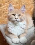 Kremowo biała koteczka Maine Coon