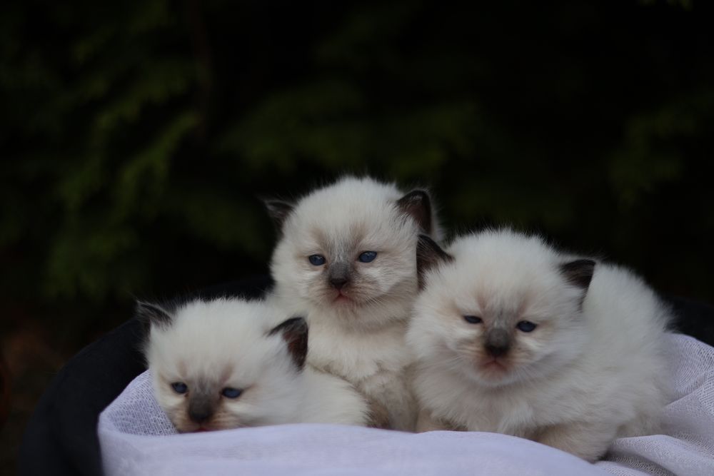 Ragdoll kotka colorpoint po przebadanych rodzicach