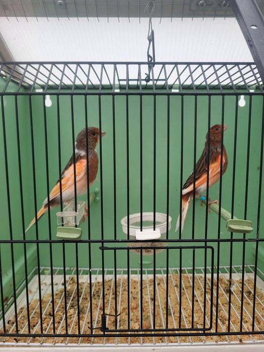 Kanarki arlekin portugalski