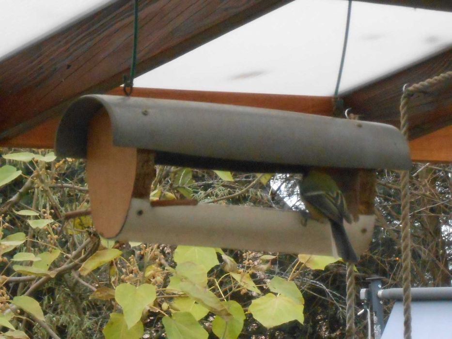 Karmnik dla ptaszków