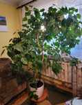 Hibiskus Róża Chińska, duży kwiat doniczkowy