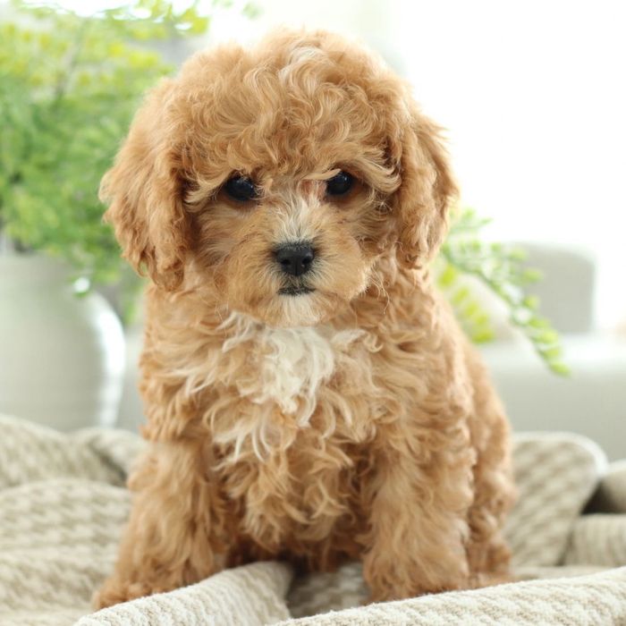 Преміальні цуценята мальтипу міні F1 та F2