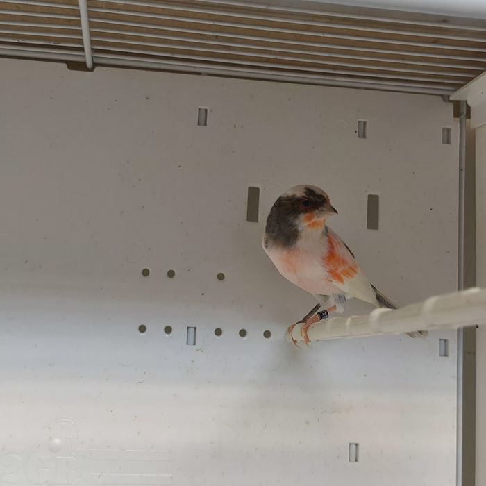 Arleiquem português