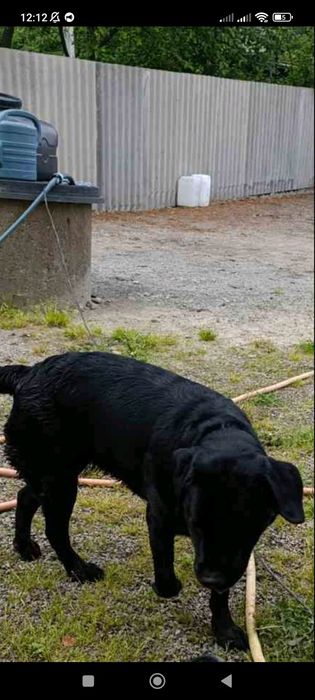 Лабрадор чорна...