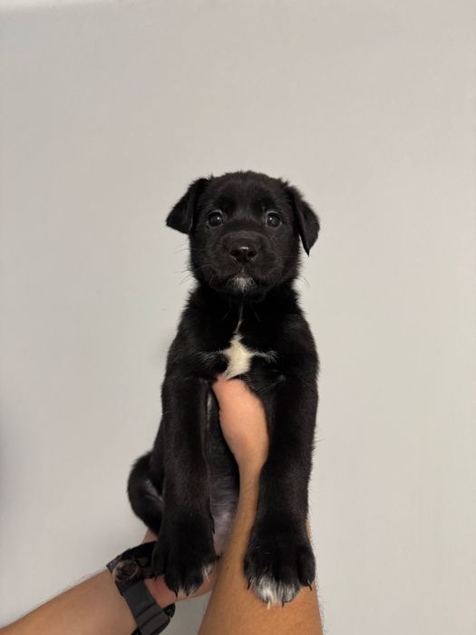 Цуценята лабрадора в добрі руки