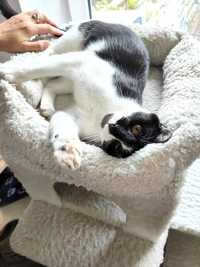 Buba kot do adopcji mega slodziak czarno biały młody schronisko dobry
