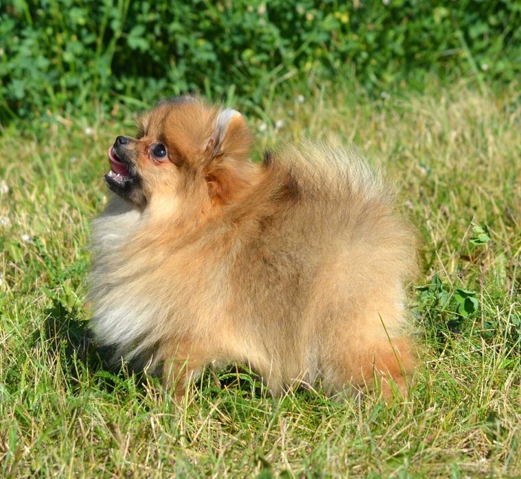 Szpic Miniaturowy Pomeranian śliczna suczka Cleo ZKwP FCI rodowód