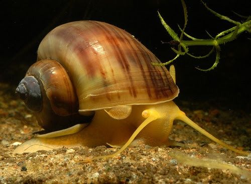 Os caracóis são um dos habitantes mais importantes do aquário.  Eles s