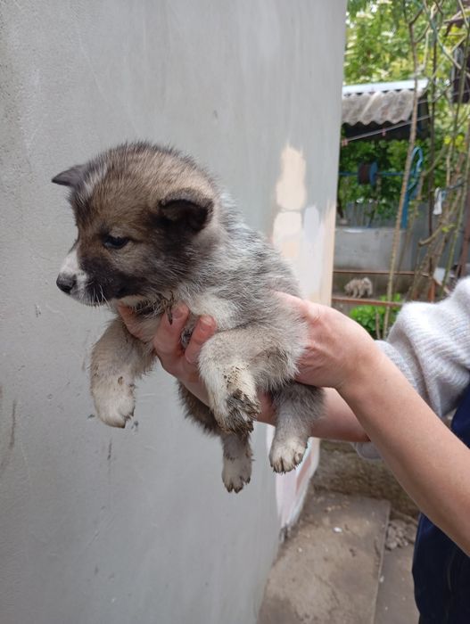 Цуценята 3500 лайка