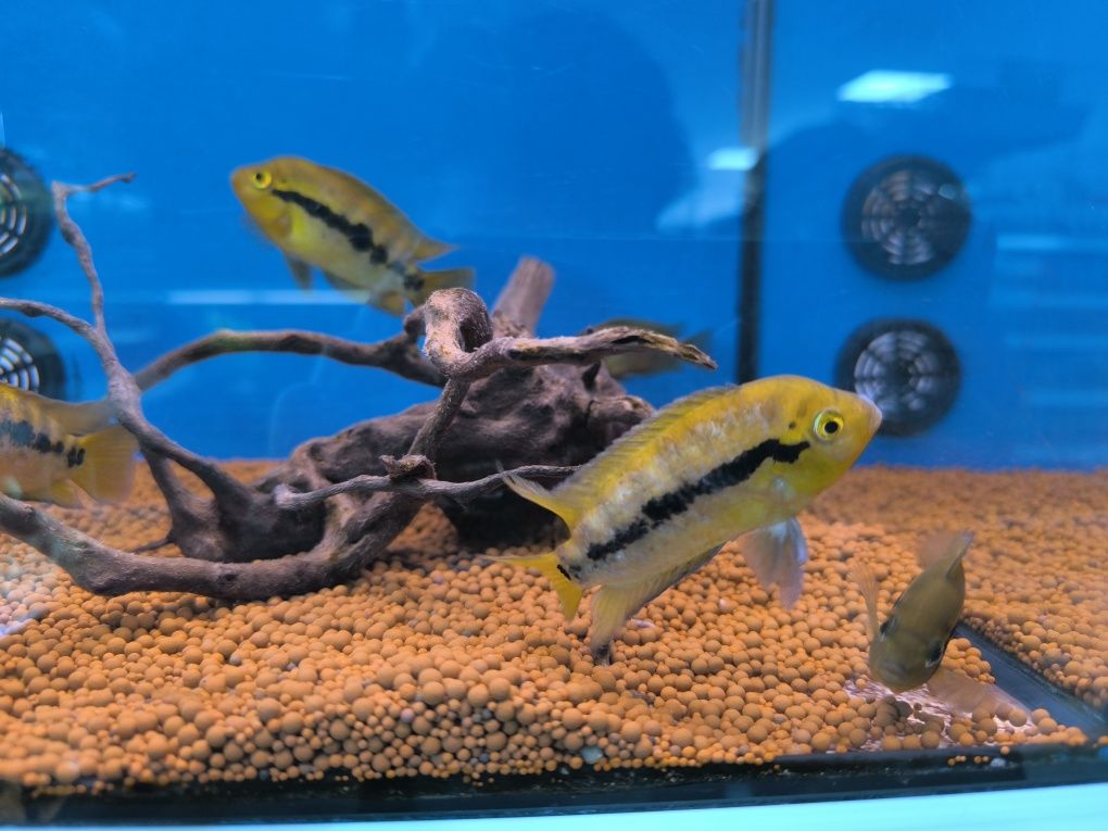 Ciclídeo Arco Íris (Herotilapia Multispinosa)