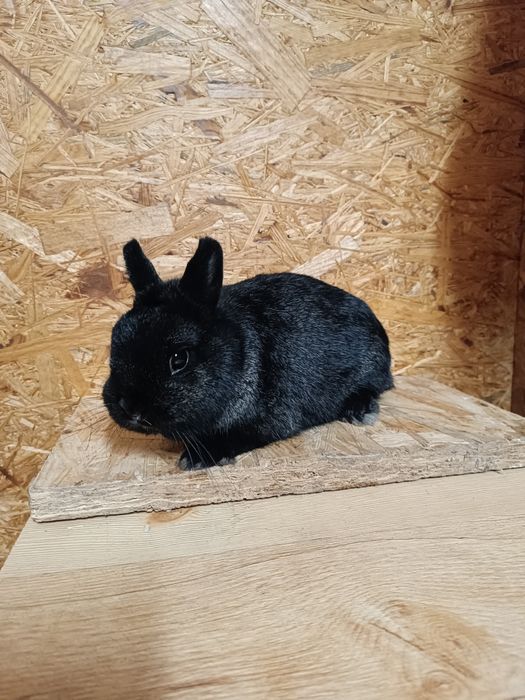 Królik karzełek-samiec