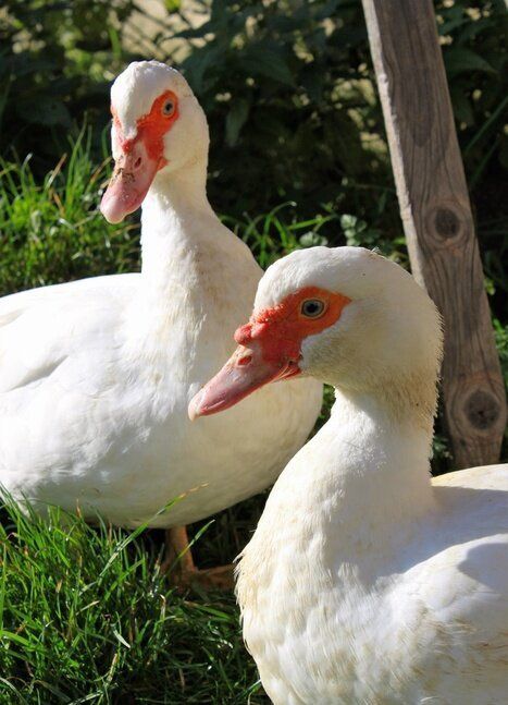 Kaczki francuskie
