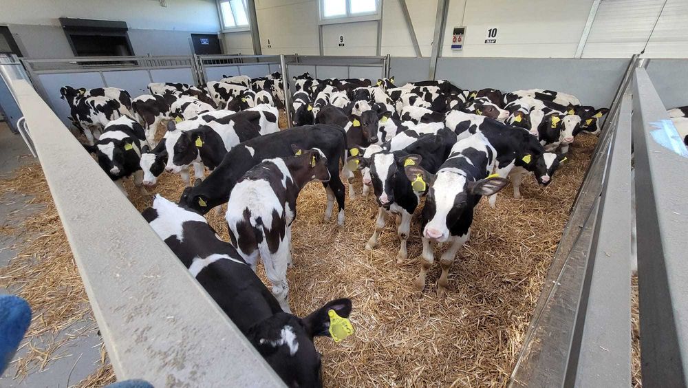 Cielęta z Polskich Gospodarstw