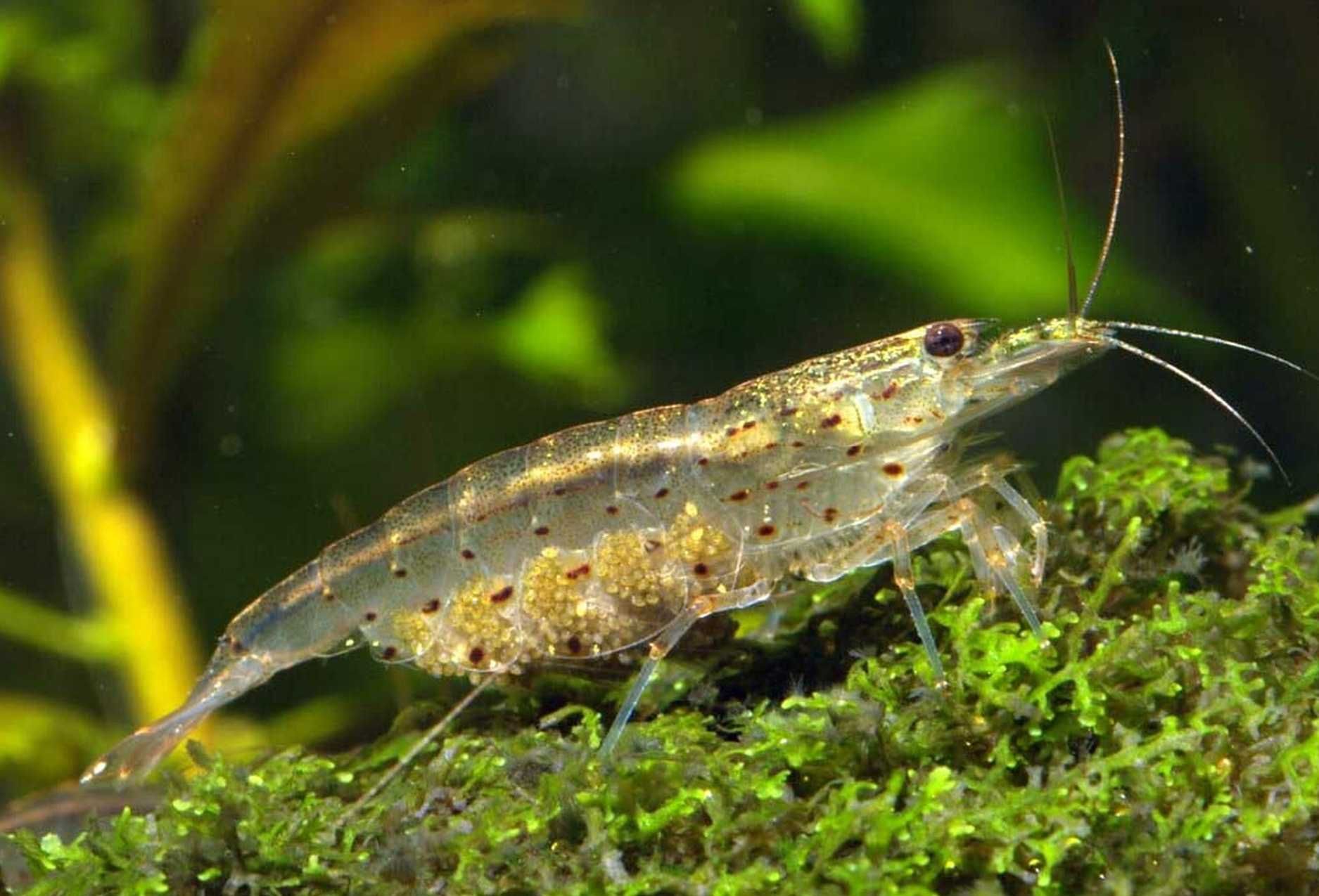 Krewetka Amano - Caridina multidentata - zjada glony - DOWÓZ, WYSYŁKA