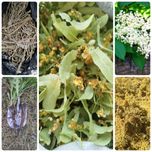 Куплю цвіт бузини, липи, сухий корінь кульбаби та лопуха