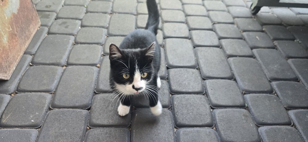 Oddam kota w dobre ręce