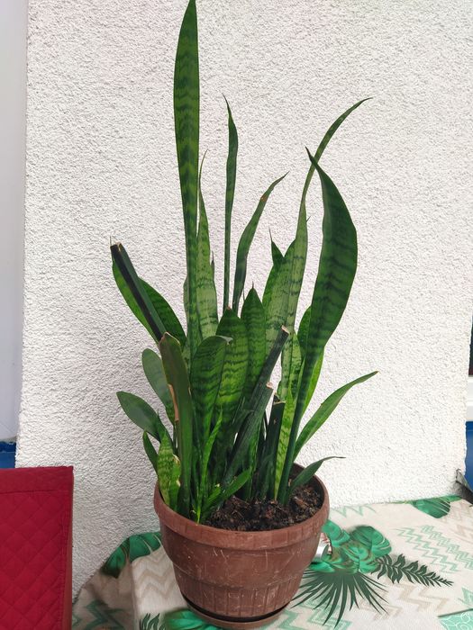 Hit cenowy- duży Kwiat doniczka Wrocław