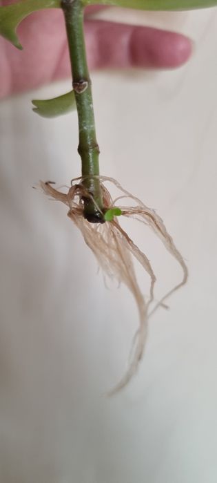 Sadzonka kwitnącego na rózowo kwiata z mojego parapetu