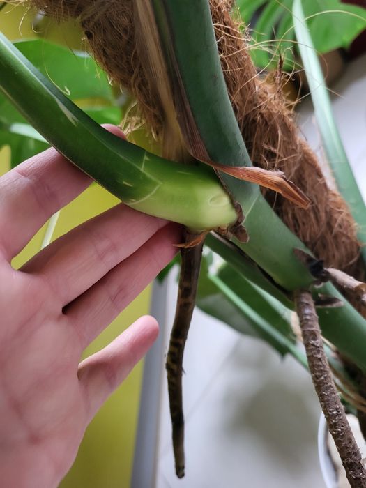 Monstera thai constalation szczyt