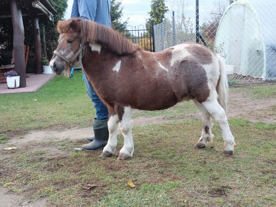Sprzedam ogierka kucyka
