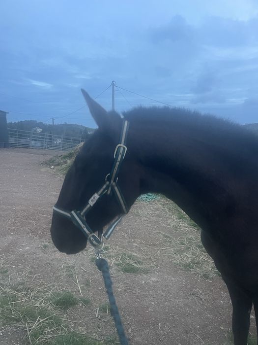 PSL preto 2 anos e meio