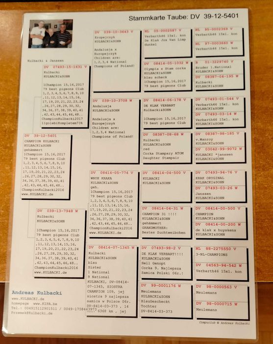 Gołębie pocztowe Kulbacki