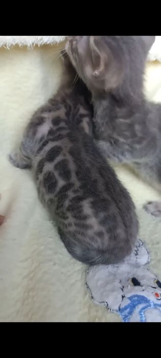 Продам шикарних бенгальских котят голубого коляру