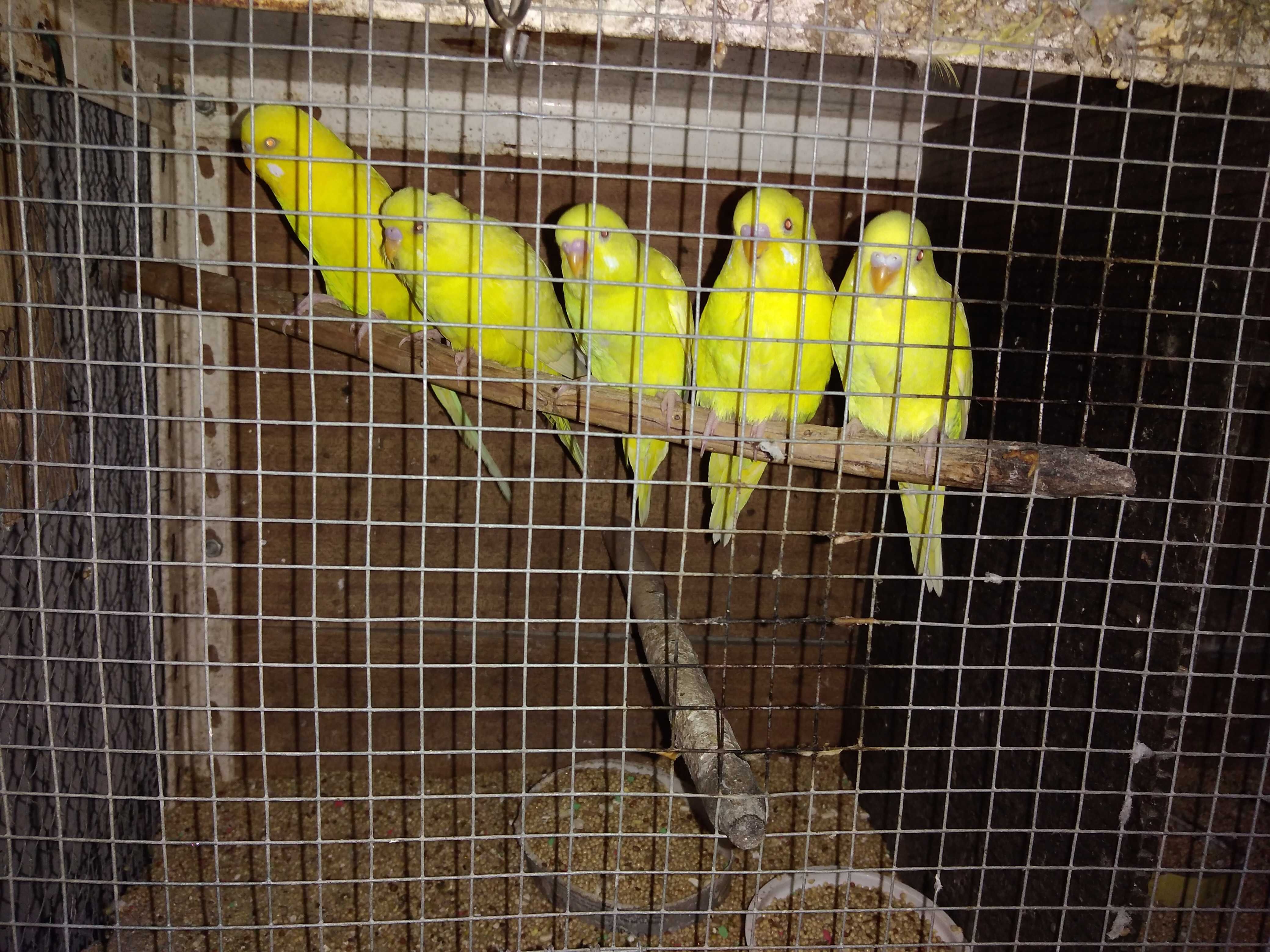 Periquitos australianos