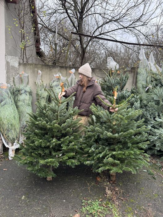 Ялиці нордман роздріб та гурт