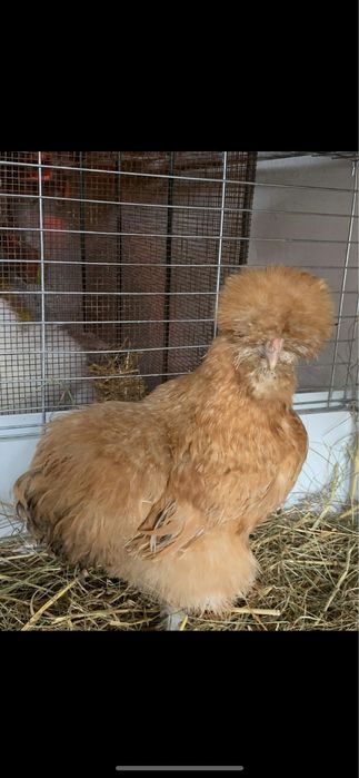 Dostepne 30  Jajka lęgowe silki usa piękne puchate kury silka