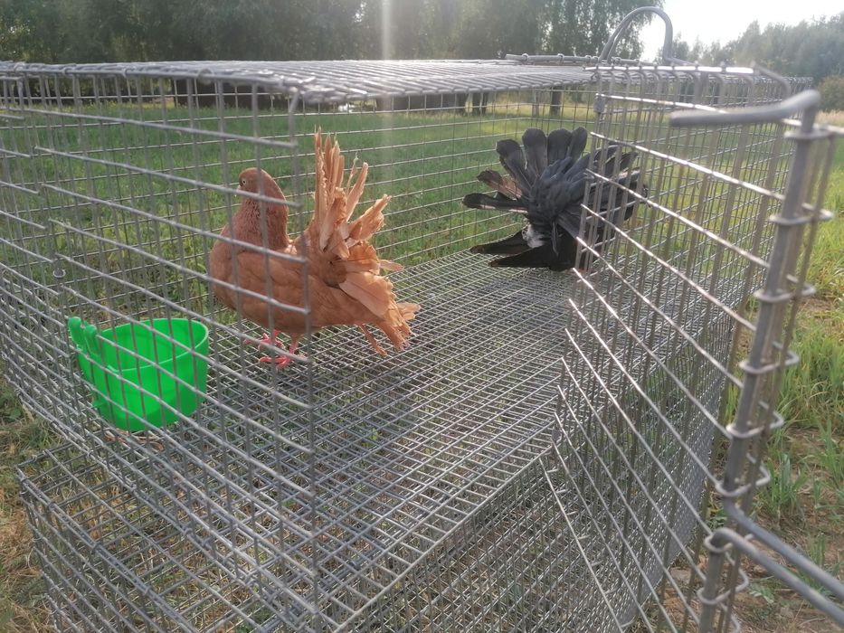 Klatki hodowlane dla drobiu, królików, gołębi, przepiórek.