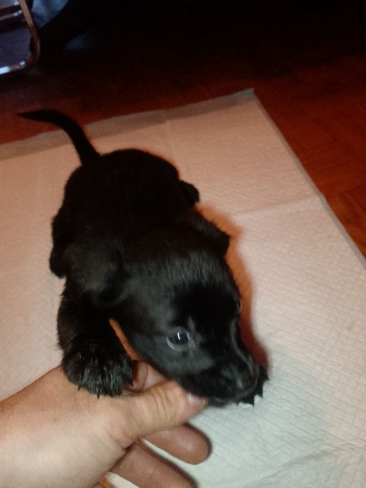 Oddam szczeniaki w dobre ręce